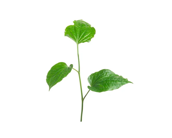 Hoja Betel Verde Aislada Sobre Fondo Blanco — Foto de Stock