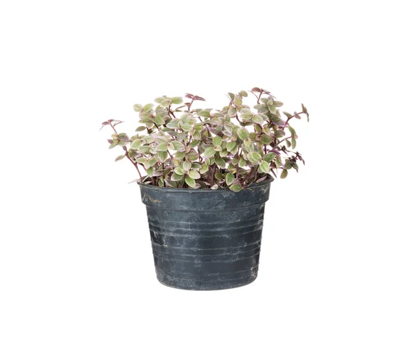 Green Plants Old Black Plastic Pots White Background — Stockfoto