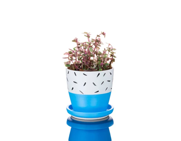 Vaso Fiori Isolato Sfondo Bianco — Foto Stock