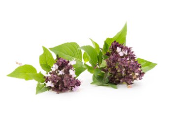 Beyaz arka planda izole edilmiş mor çiçekli yeşil fesleğen yemek ve bitkiler