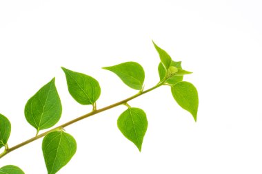 Beyaz arkaplanda yeşil yapraklar izole