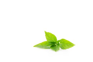 green basil cut or isolated on white background spices food and herbs