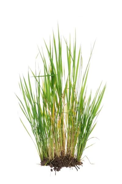 Nature Green Grass Rice Plant Isolated White Background — Stock Photo, Image
