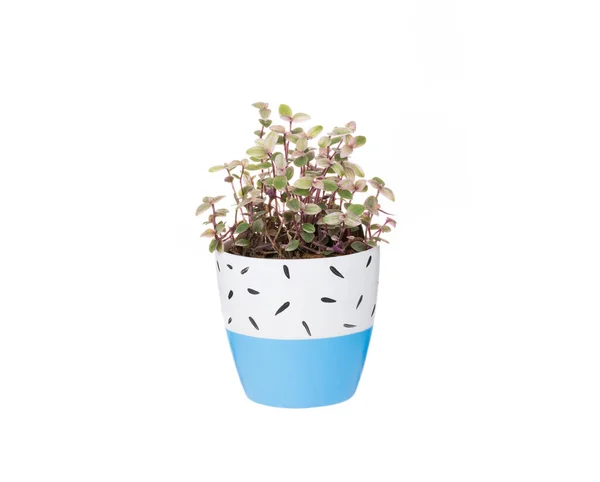 Green Plants Ceramic Pots White Background — 图库照片