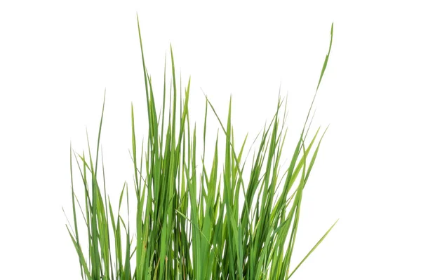 Природа Зелена Трава Або Рисова Рослина Ізольовані Білому Тлі — стокове фото