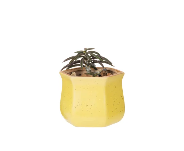 Green Plants Yellow Ceramic Pots White Background — Fotografia de Stock