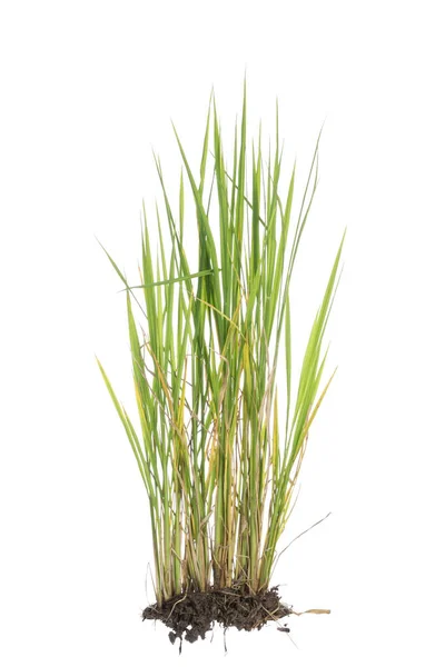 Nature Green Grass Rice Plant Isolated White Background — Stock Photo, Image