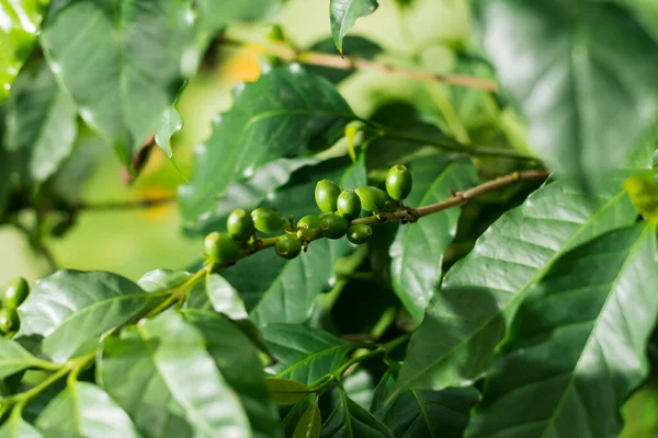 green coffee beans on coffee plant organic coffee plantation