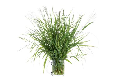 Yeşil çimen doğası beyaz arkaplanda izole