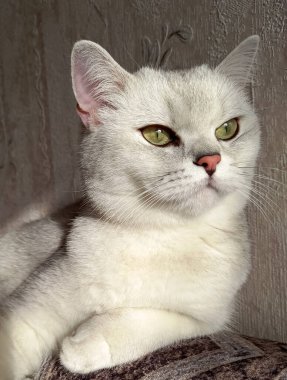 İskoç kedisi görkemli bir şekilde oturur ve uzaklara bakar.