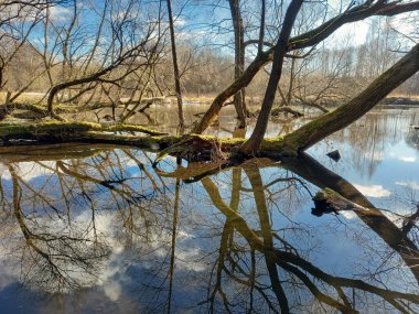 Nehir baharda bankaları ağaçlarla doldurdu. yüksek su