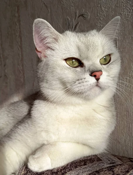 Gato escocês senta-se majestosamente e olha para a distância — Fotografia de Stock