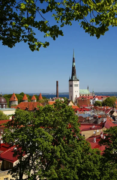 Vistas Capital Estonia Tallin Casco Antiguo Con Iglesia Olai Elevándose —  Fotos de Stock