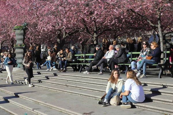 Stoccolma Svezia Aprile 2022 Gente Del Parco Kungstradgarden Gode Primavera — Foto Stock