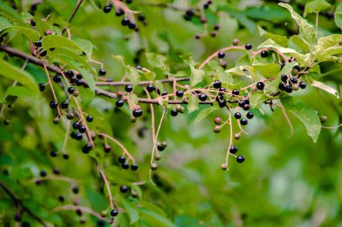 Sverdlovsk bölgesi. Sloboda. Olgun kuş kirazı