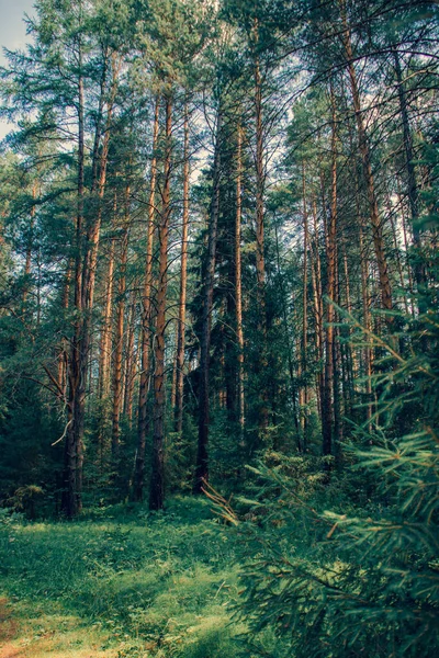 Regione Sverdlovsk Sloboda Foresta Sul Fiume Chusovaya — Foto Stock