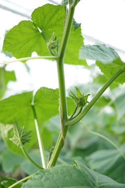kleine komkommerplant groeit biologisch