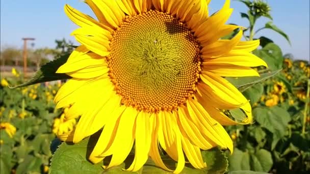 Primer Plano Una Hermosa Flor Girasol Con Pequeñas Moscas Centro — Vídeo de stock