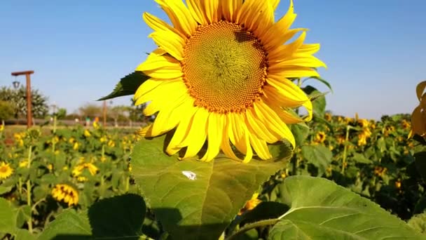 Zonnebloem Wordt Geschoten Vanaf Bodem Een Mooie Zonnige Middag — Stockvideo