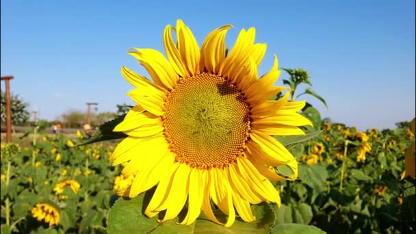 Zbliżenie Pięknego Kwiatu Słonecznika Małymi Muchami Centrum — Wideo stockowe