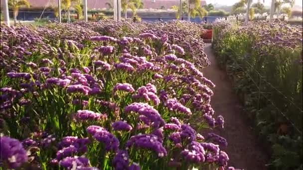 Tournage Une Plante Lilas Appelée Limonium Éclairée Par Lumière Soleil — Video