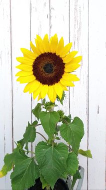 Rüzgarda sallanan ayçiçeğinin yakın çekimi, dikey pozisyonda akıllı telefon videosu. Arka planda beyaz tahta çıta, yakınlaştır.