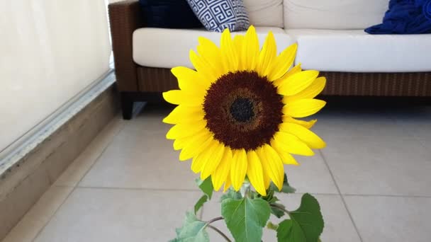 Bunga Matahari Bergoyang Dalam Angin Balkon Gedung Latar Belakang Sofa — Stok Video