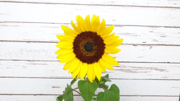 Closeup Sunflower Flower Swaying Wind Positioned Center Video White Wooden — Stock Video