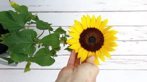 Close Girassol Flor Sendo Acariciado Pela Mão Homem Vídeo Smartphone — Vídeo de Stock