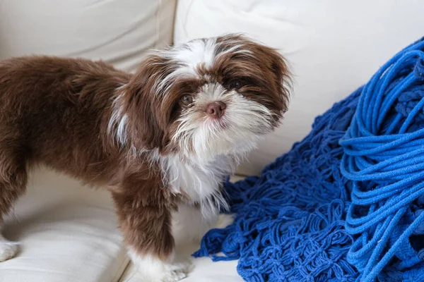 98 günlük Shih Tzu yavrusu kanepede ve kameraya bakıyor..