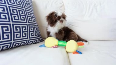 Shih tzu köpeği kanepede, hamağı ısırıyor..