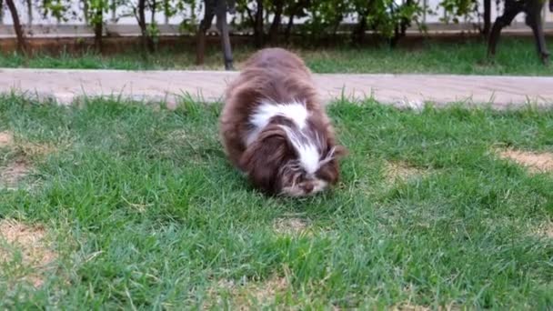 芝津子犬は芝生の匂いを嗅ぎ その後 不思議なことにカメラを見て — ストック動画