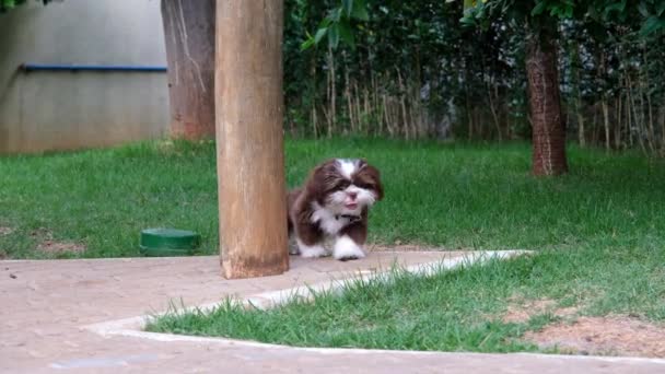 Shih Tzu Szczeniak Chodzenie Wąchanie Zbliża Się Kamery — Wideo stockowe