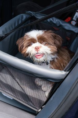 Shih tzu köpek yavrusu, kameraya bakıyor ve ağzı açık, araba emniyet koltuğu üzerinde dikey fotoğraf.