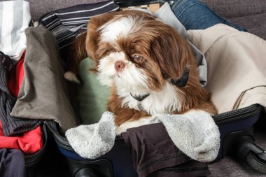 Shih tzu köpek yavrusu papyon takıyor ve açık bir bavulun üzerinden yan tarafa bakıyor..
