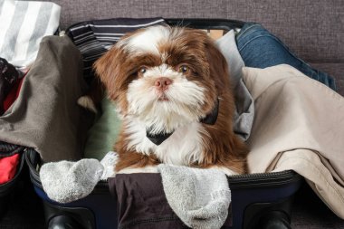 Papyonlu Shih tzu köpek yavrusu, açık bir bavulun üzerinde.).