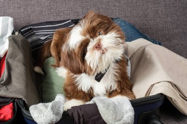 Shih tzu köpek yavrusu, meraklı bir yüz, açık bir bavul üzerinde ve kameraya bakıyor..