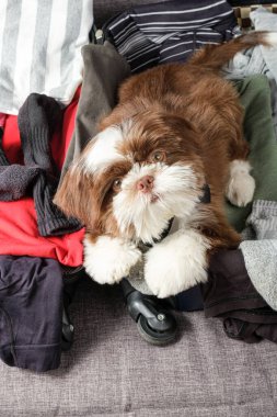 Shih tzu köpek yavrusu, meraklı bir yüz, açık bir bavul üzerinde ve kameraya bakıyor (üst görünüm).