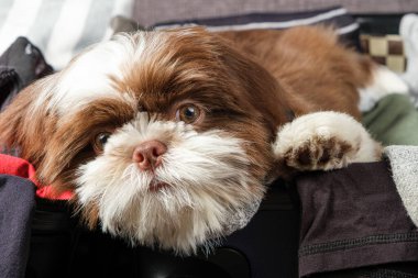 Shih tzu köpeğinin açık bir bavula uzanmış görüntüsü..