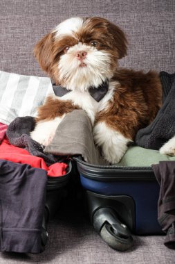 Shih tzu köpek yavrusu papyon takıyor ve açık bir bavula uzanıyor..