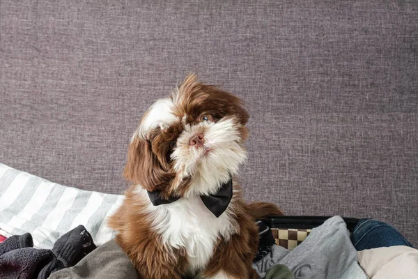 Shih Tzu Cucciolo Con Papillon Piegando Testa Sulla Cima Una — Foto Stock