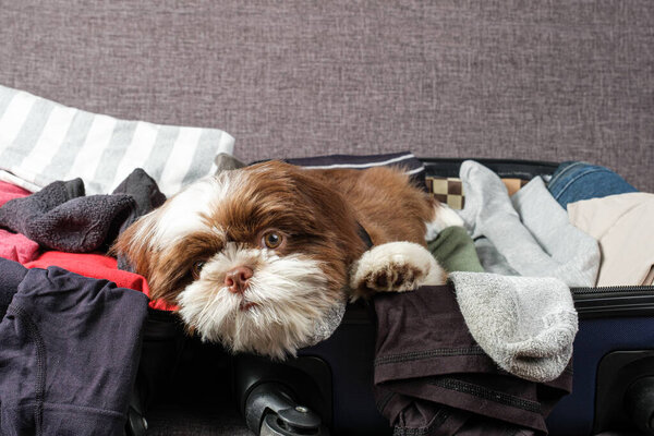 Щенок Ши Цзы лежит на открытом чемодане и смотрит в сторону камеры.