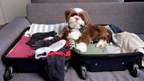 Shih Tzu子犬とともに弓タイ嘘をついていますオープンスーツケースと彼の頭を回します — ストック動画