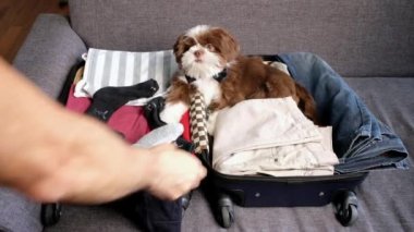 Adamın biri üstünde Shih Tzu köpeğinin yanında pantolonunu bavuldan çıkartıyor..