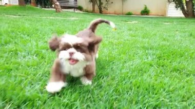 Shih tzu yavrusu bir yaprak düşürür ve güneşli bir çimenlikte kameraya doğru koşar..