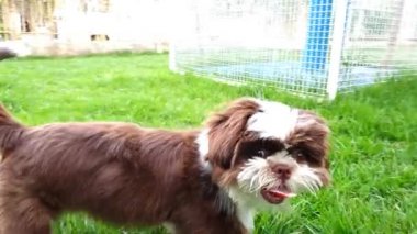 Güneşli bir çimenlikte patilerinde bir topla kameraya bakan shih tzu köpeğinin yakın çekimi..
