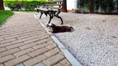Kamera Shih Tzu 'ya yakınlaşıyor. Küçük beyaz kayaların üzerinde bir yaprak çiğniyor..