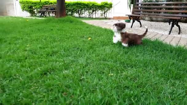 芝津子犬が走り ジャンプして日当たりの良い芝生の上で青いボールをキャッチ_スローモーション — ストック動画