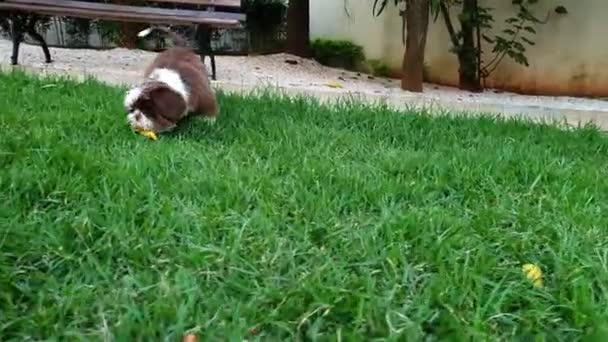 石子小狗在绿草上玩树叶 — 图库视频影像