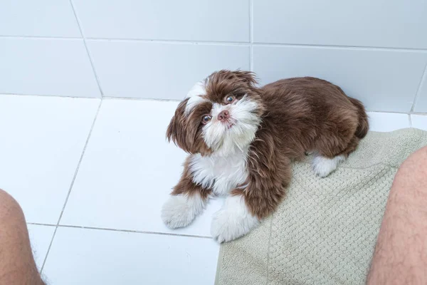 Shih tzu yavrusu uzandı, başını çevirdi ve tuvaletteki adamı izledi..